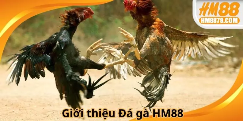 Giới thiệu chuyên mục Đá gà HM88