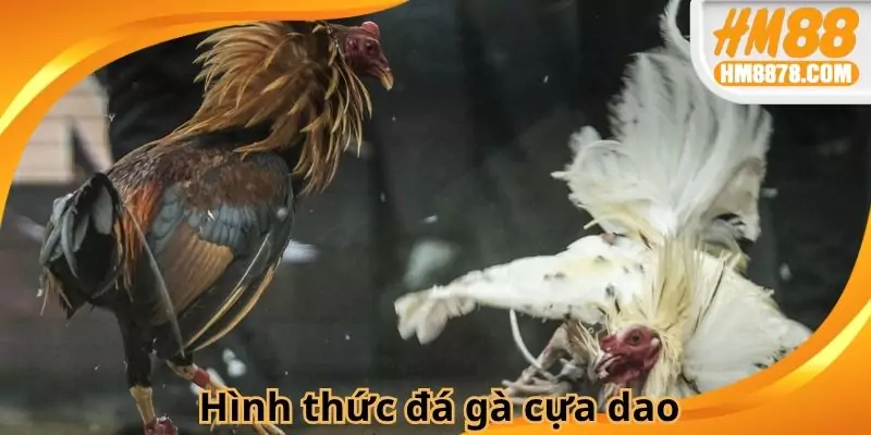 Hình thức đá cựa dao lựa chọn không nên bỏ qua