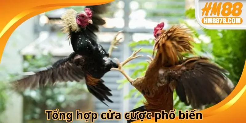 Tổng hợp các cửa cược phổ biến